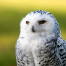 snow owl