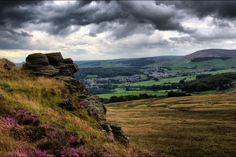Combs Moss Edge