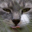 Eating grass