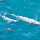 A mother and baby gray whale