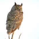 Great horned Owl in Winter