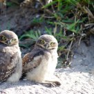 Puppies Burrowing Owl