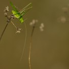 Boudu que vous êtes petits