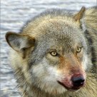 'Big, Bad (?) Wolf'
