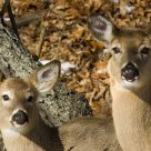 'All Ears'