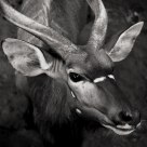 deer's eye
