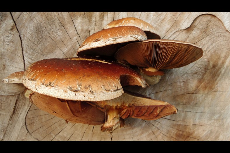 Tree Fungus