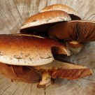 Tree Fungus