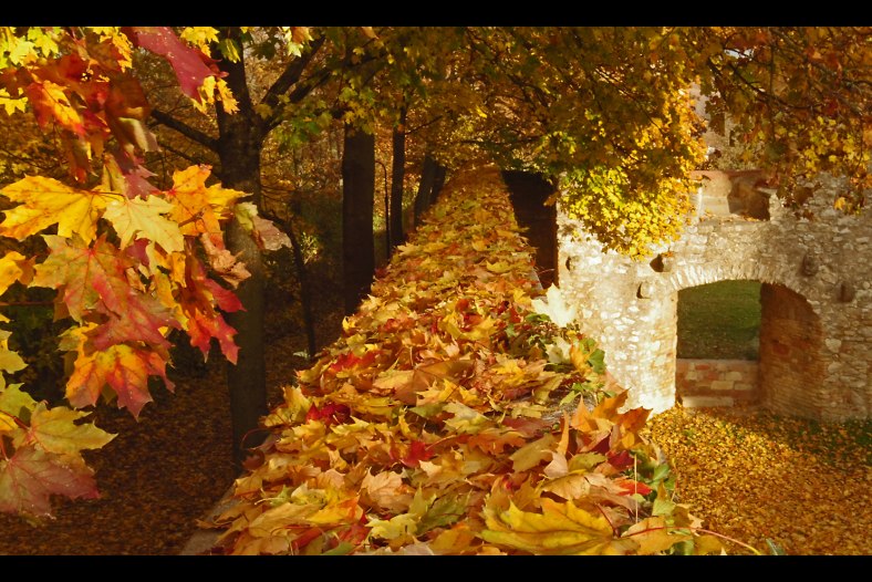 Autumn Wall