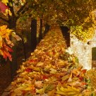 Autumn Wall