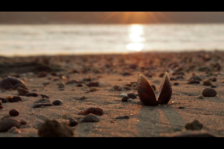 The Little Shell Expects The Light