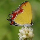 Butterfly - Purple Sapphire