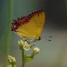 Butterfly - Purple Sapphire
