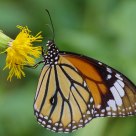 Butterfly - Common Tiger