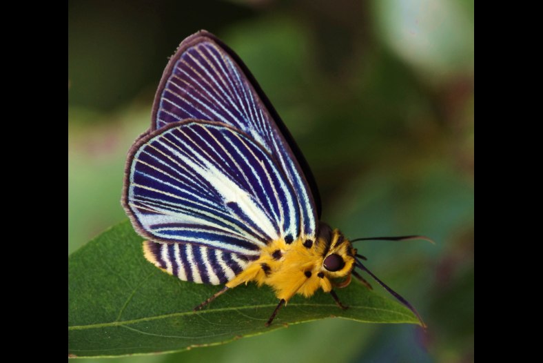 Butterfly - Pale Awlet