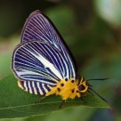 Butterfly - Pale Awlet