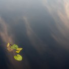 Nymphaeaceae
