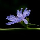 Blue Velvet