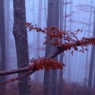 Dusk in the autumn forest