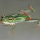 Moltrechtis Green Tree Frog