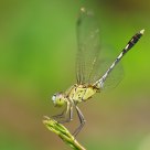 Blue Percher
