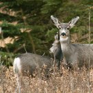 A doe and her older fawn