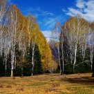 Woodland