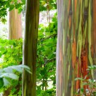 Awash in Colored Eucalyptus