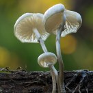Mushrooms