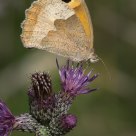 Meadow Brown
