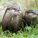 Otters