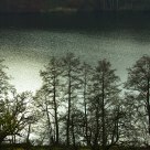 Schleinsee & Trees