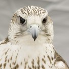 Gyrfalcon