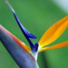 heaven bird flower