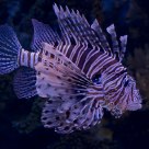 Trachinus draco