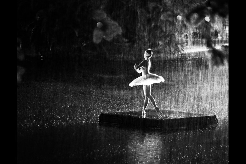 The Stoic Swan