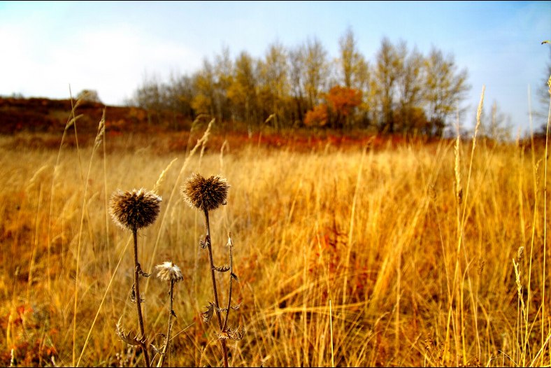 Autum Grass