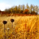 Autum Grass