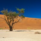 Solitary Tree