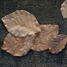Frozen leaf