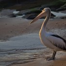 Sunrise Pelican