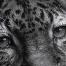 See Eye to Eye