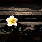 Plumeria rubra 'Acutifolia'