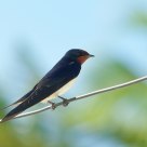 Barn Swallow