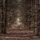 Into the Forest