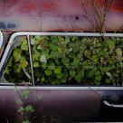Greenhouse Effect