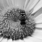 Black and White buzz