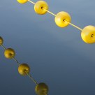 yellow & blue