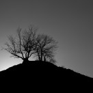 Trees