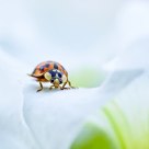 coccinelle